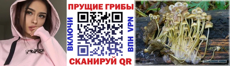 где купить   Шелехов  площадка какой сайт  Галлюциногенные грибы ЛСД 
